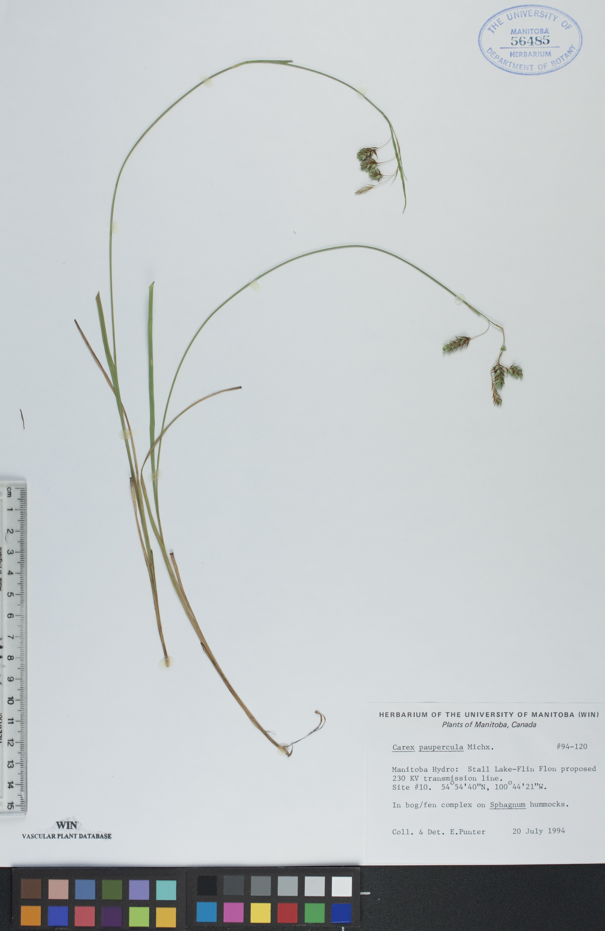 Carex paupercula image